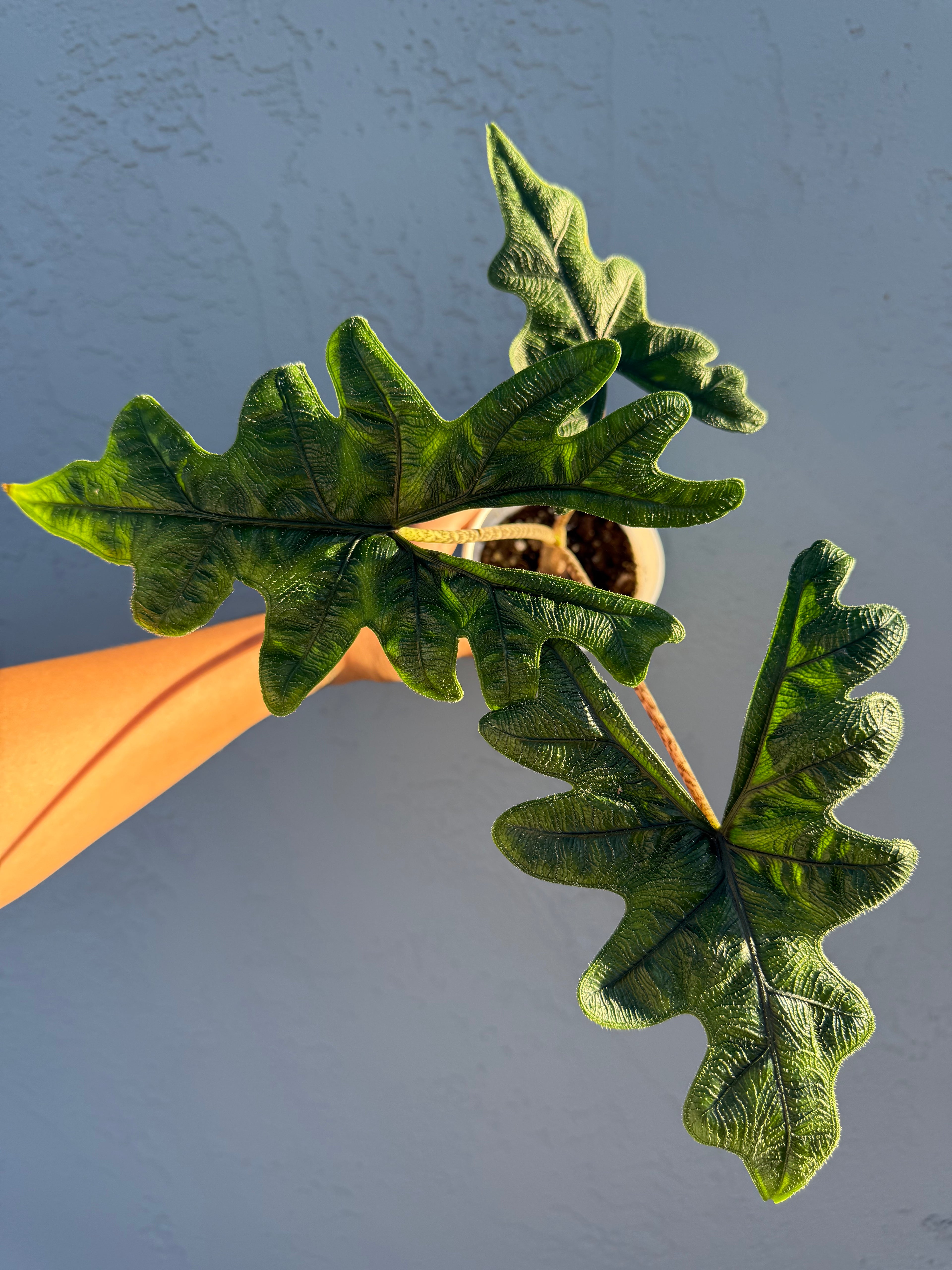 4” Alocasia ‘Jacklyn’