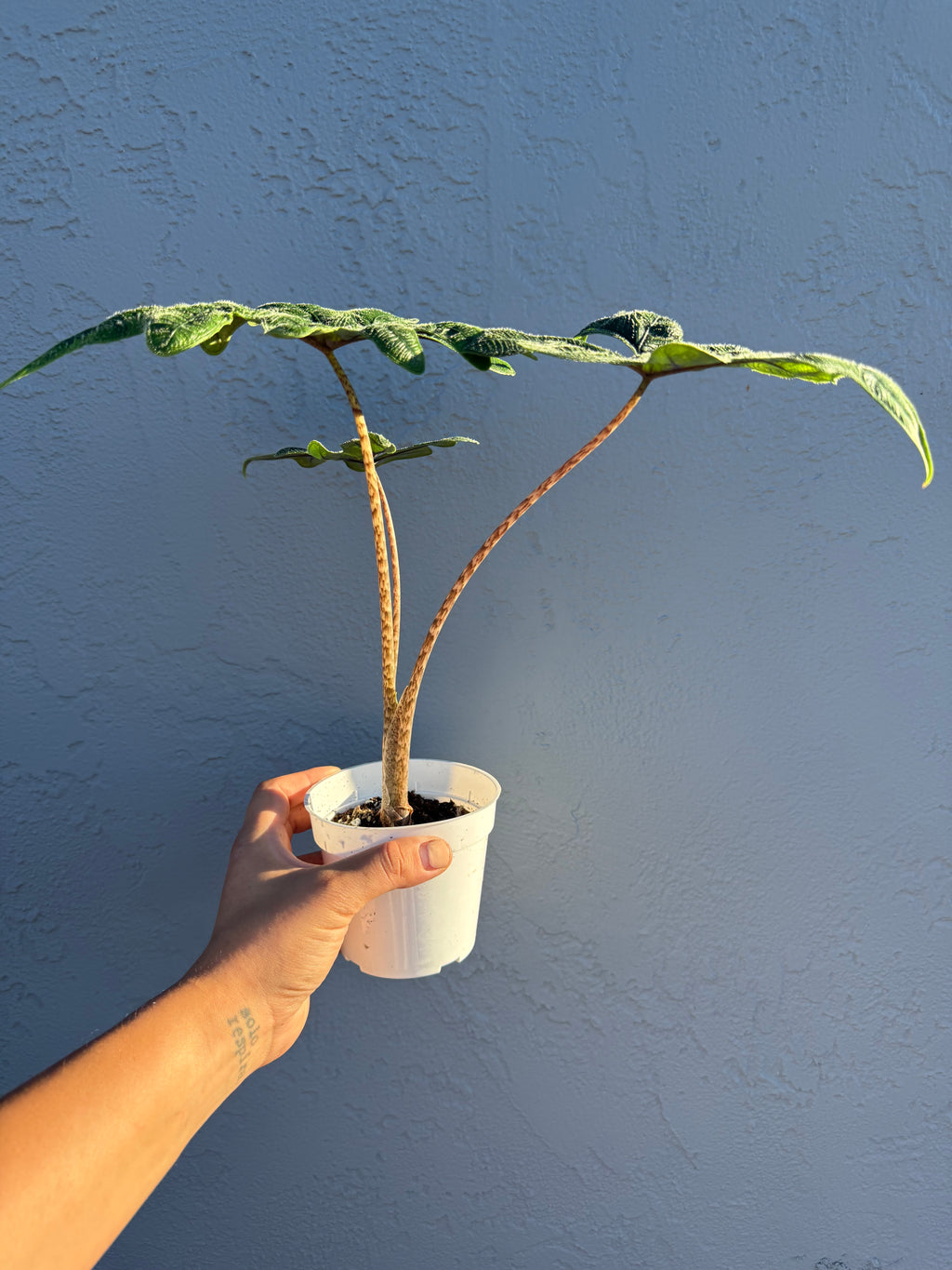 4” Alocasia ‘Jacklyn’
