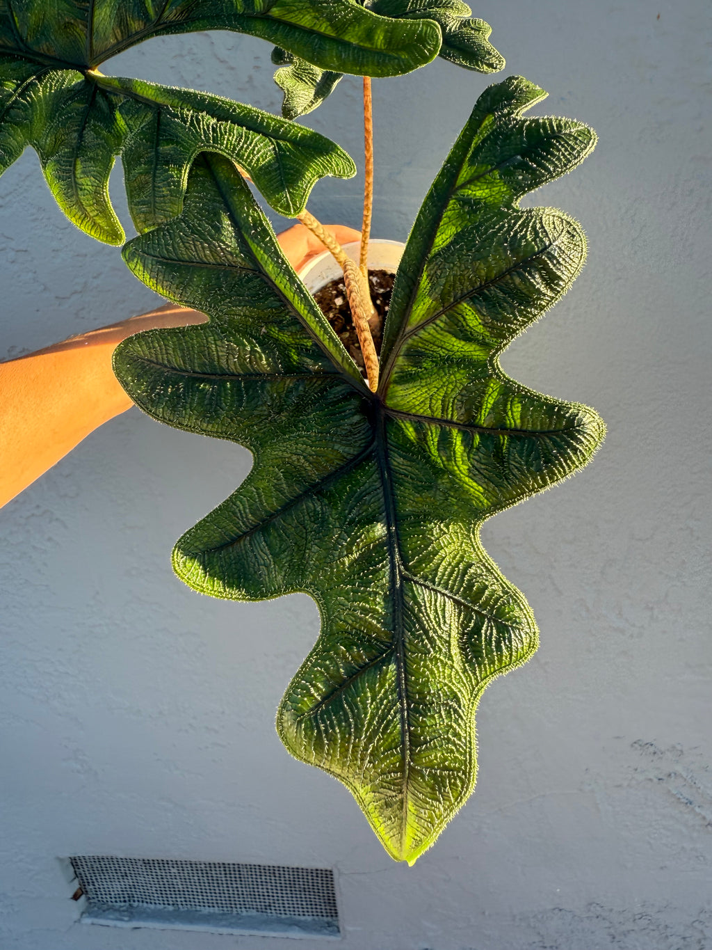 4” Alocasia ‘Jacklyn’