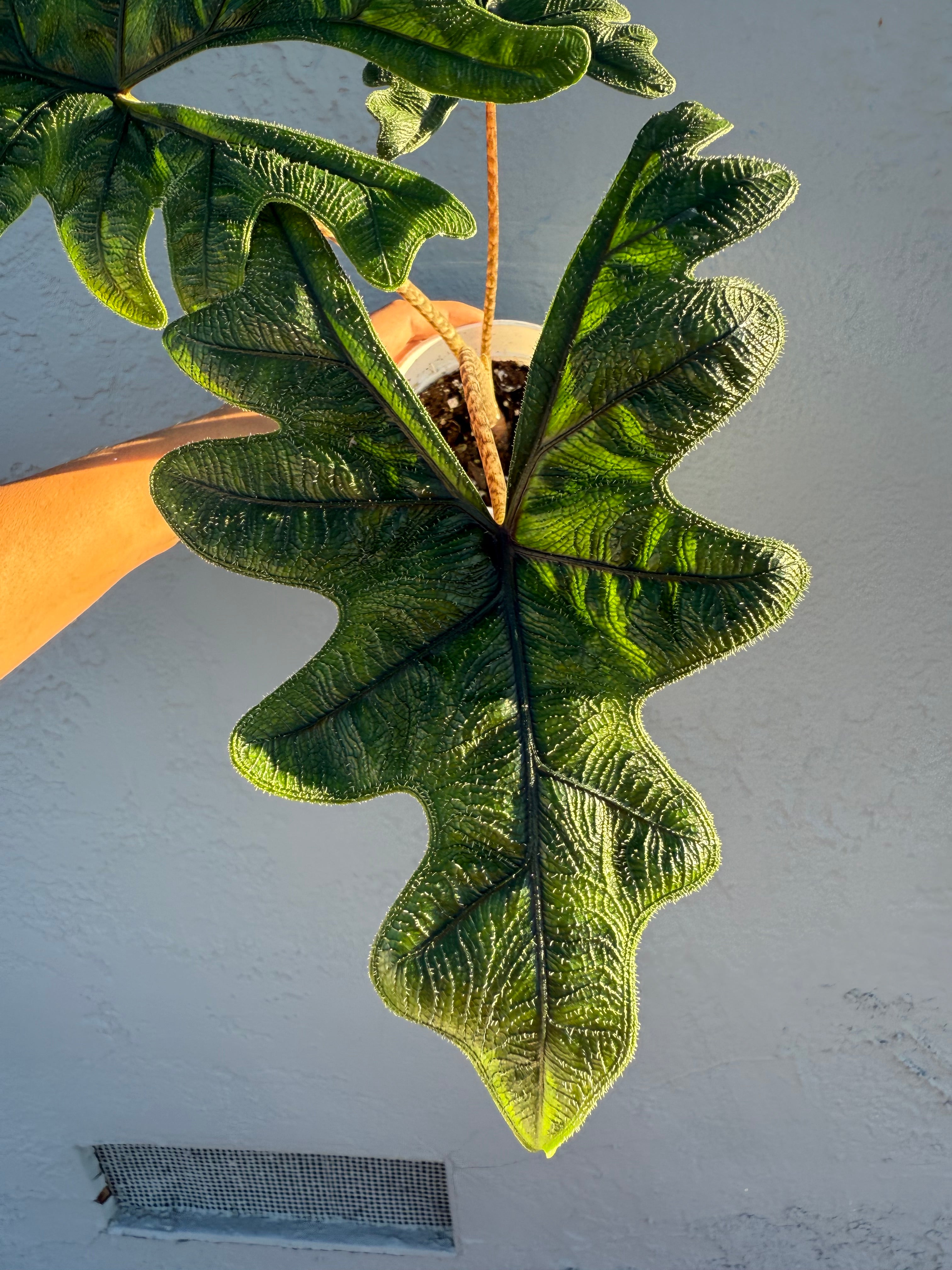 4” Alocasia ‘Jacklyn’