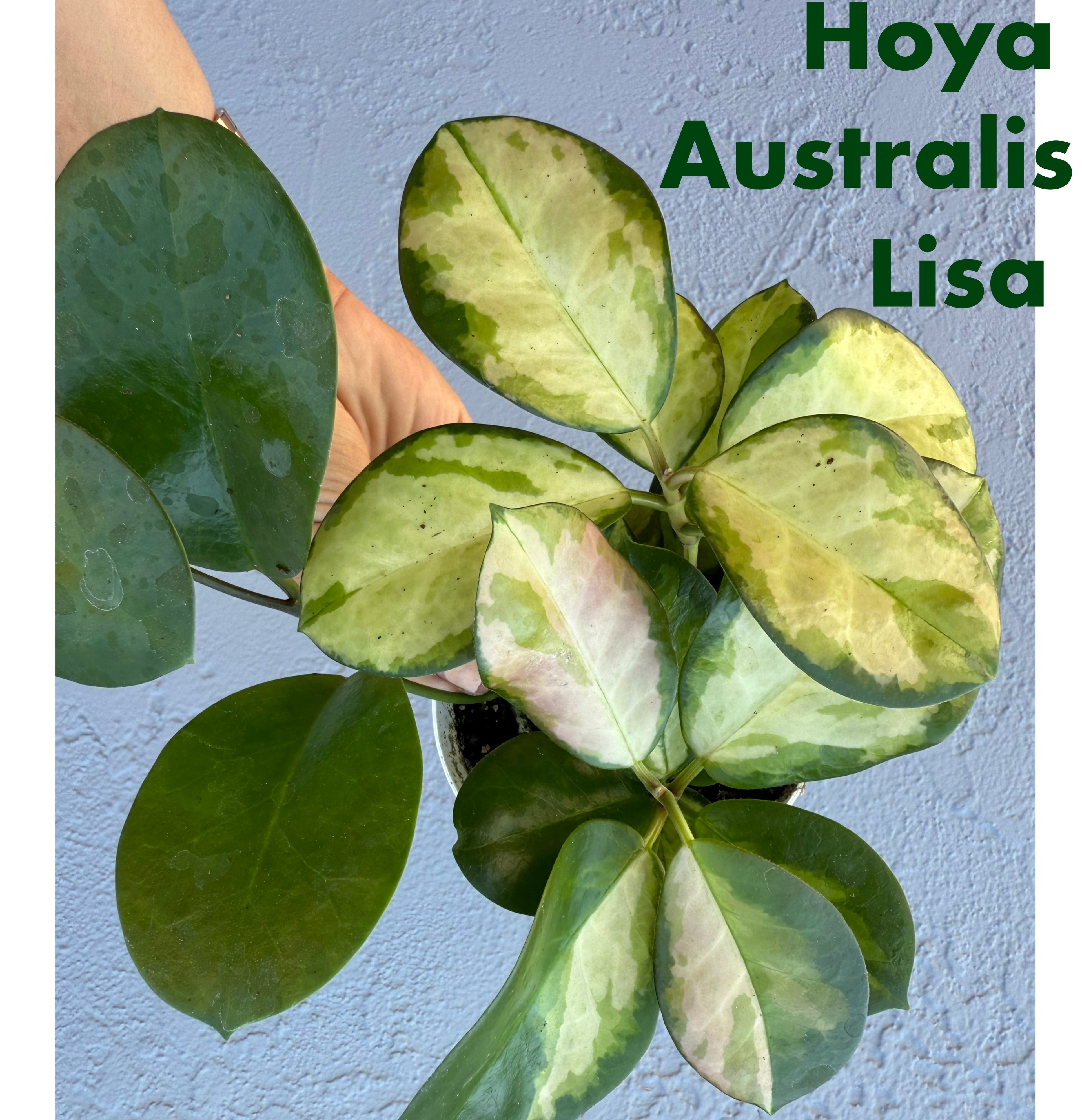 4” Hoya Australis ‘Lisa’