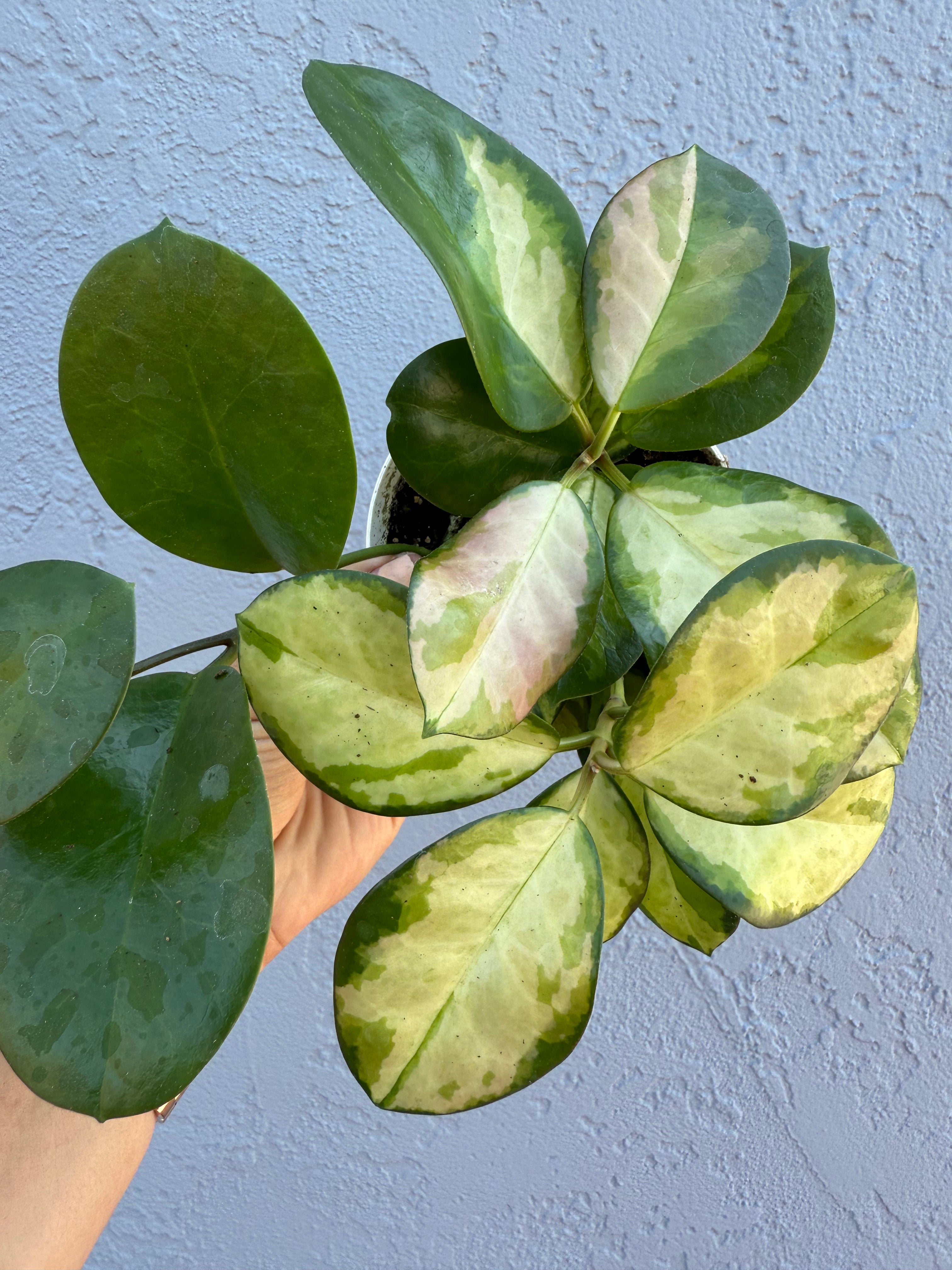 4” Hoya Australis ‘Lisa’