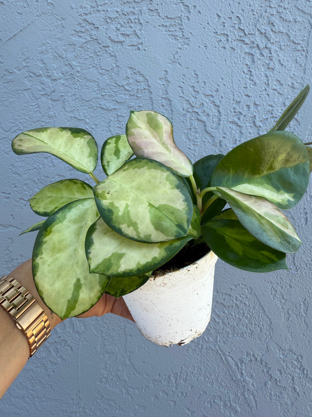 4” Hoya Australis ‘Lisa’