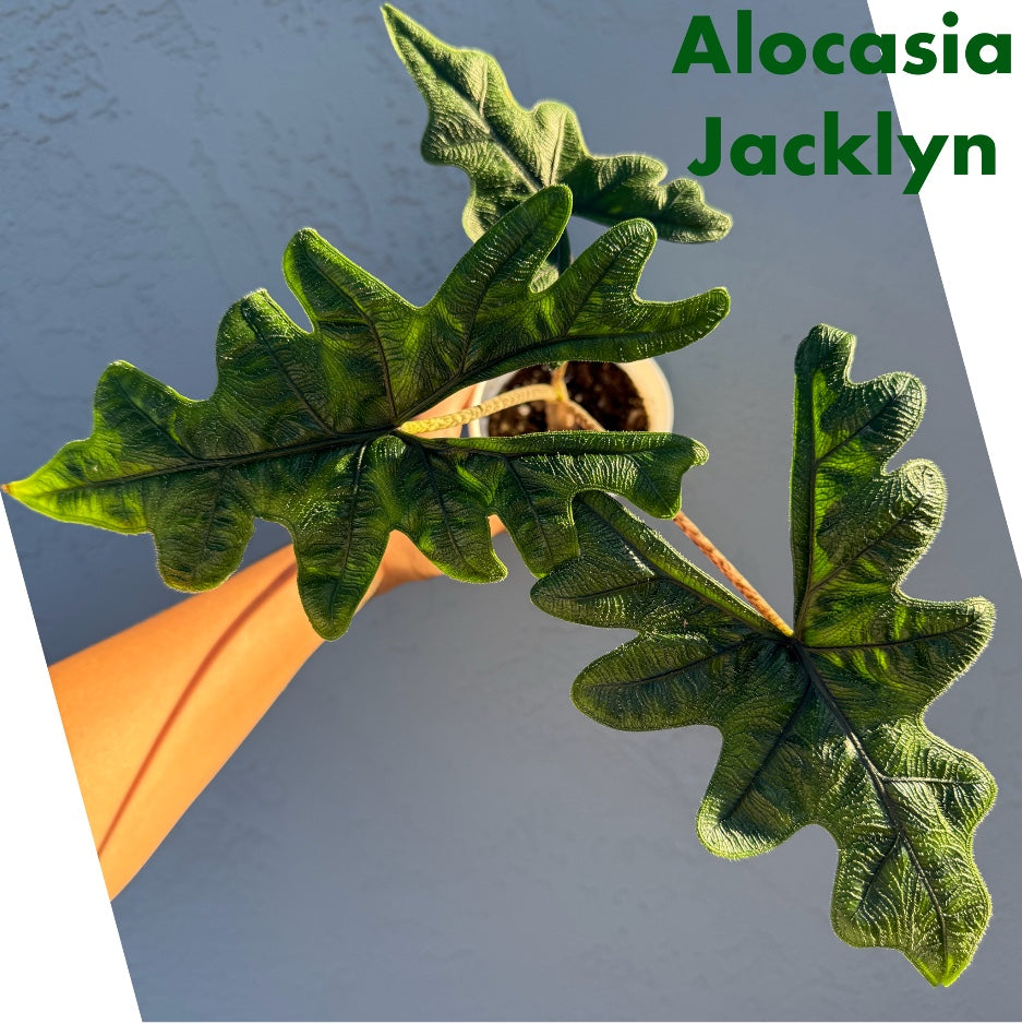 4” Alocasia ‘Jacklyn’