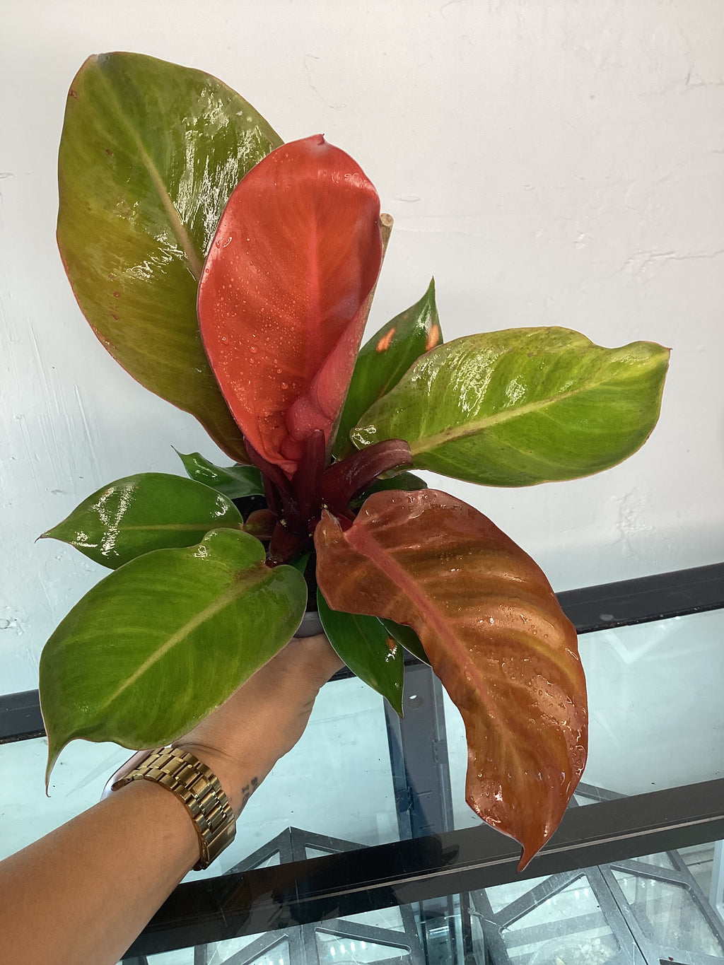 5” Philodendron Prince of Orange