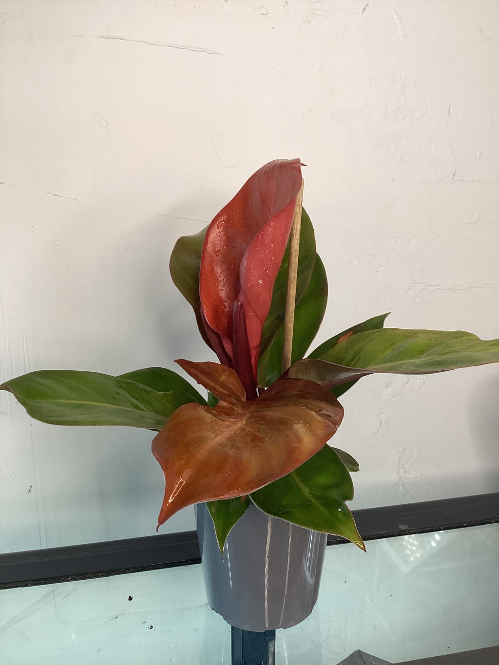 5” Philodendron Prince of Orange