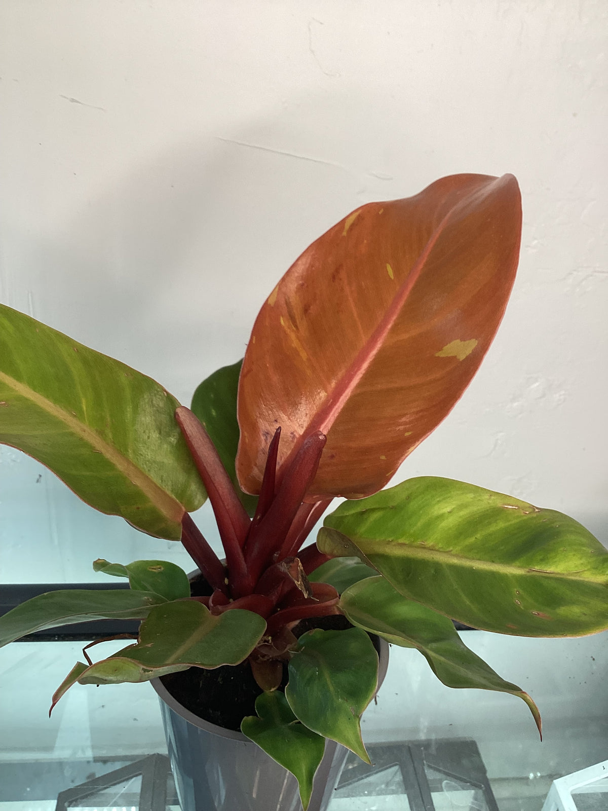 5” Philodendron Prince of Orange