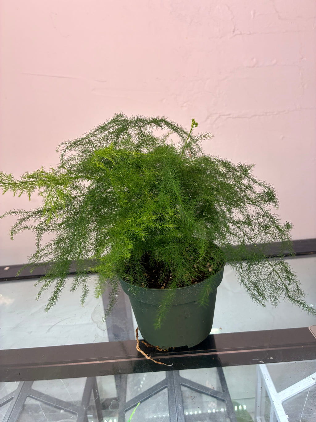 4" Asparagus setaceus 'Asparagus Fern'
