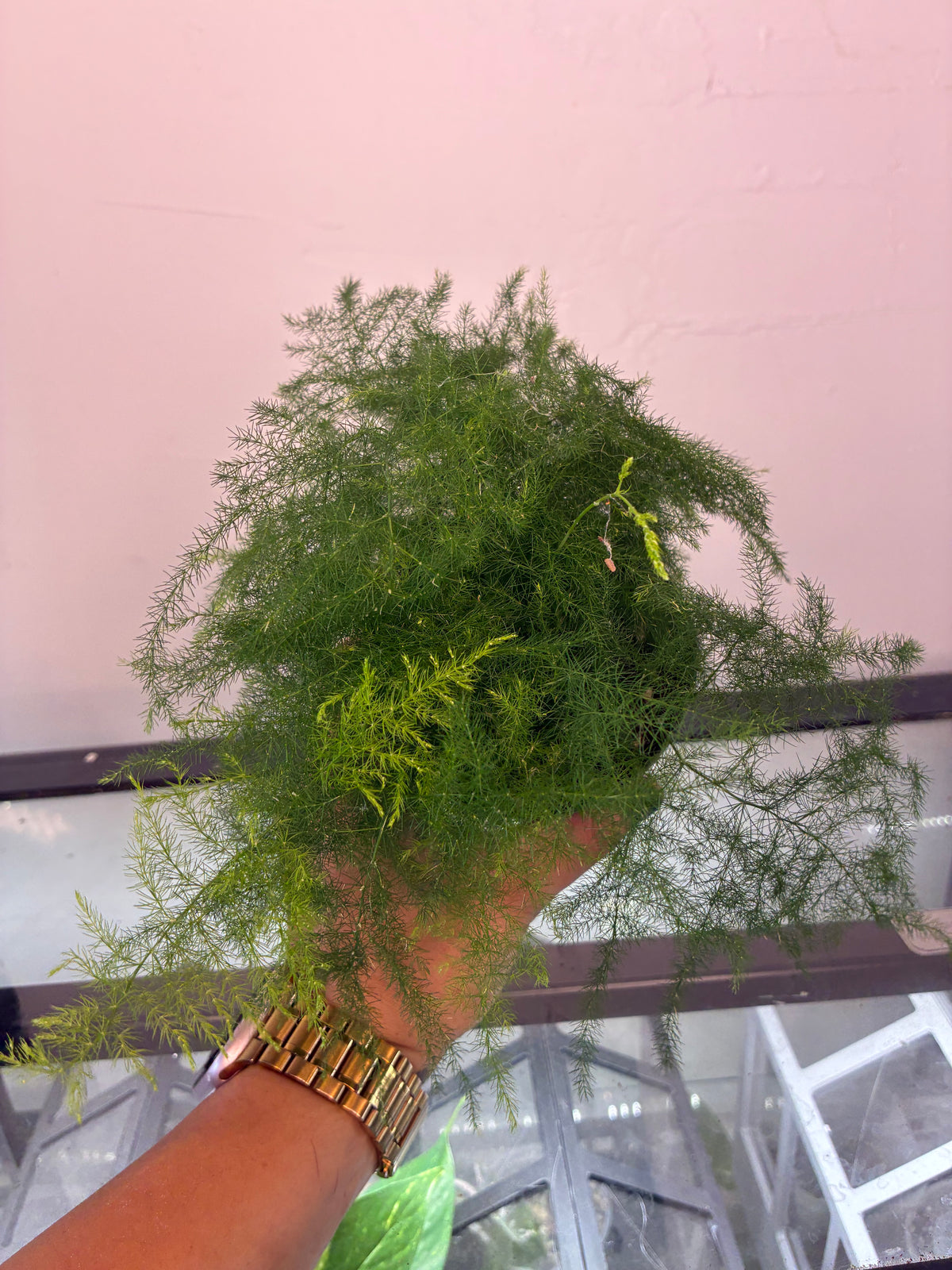 4" Asparagus setaceus 'Asparagus Fern'