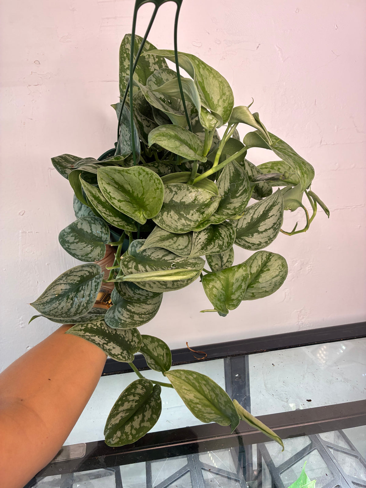 6" Scindapsus pictus satin