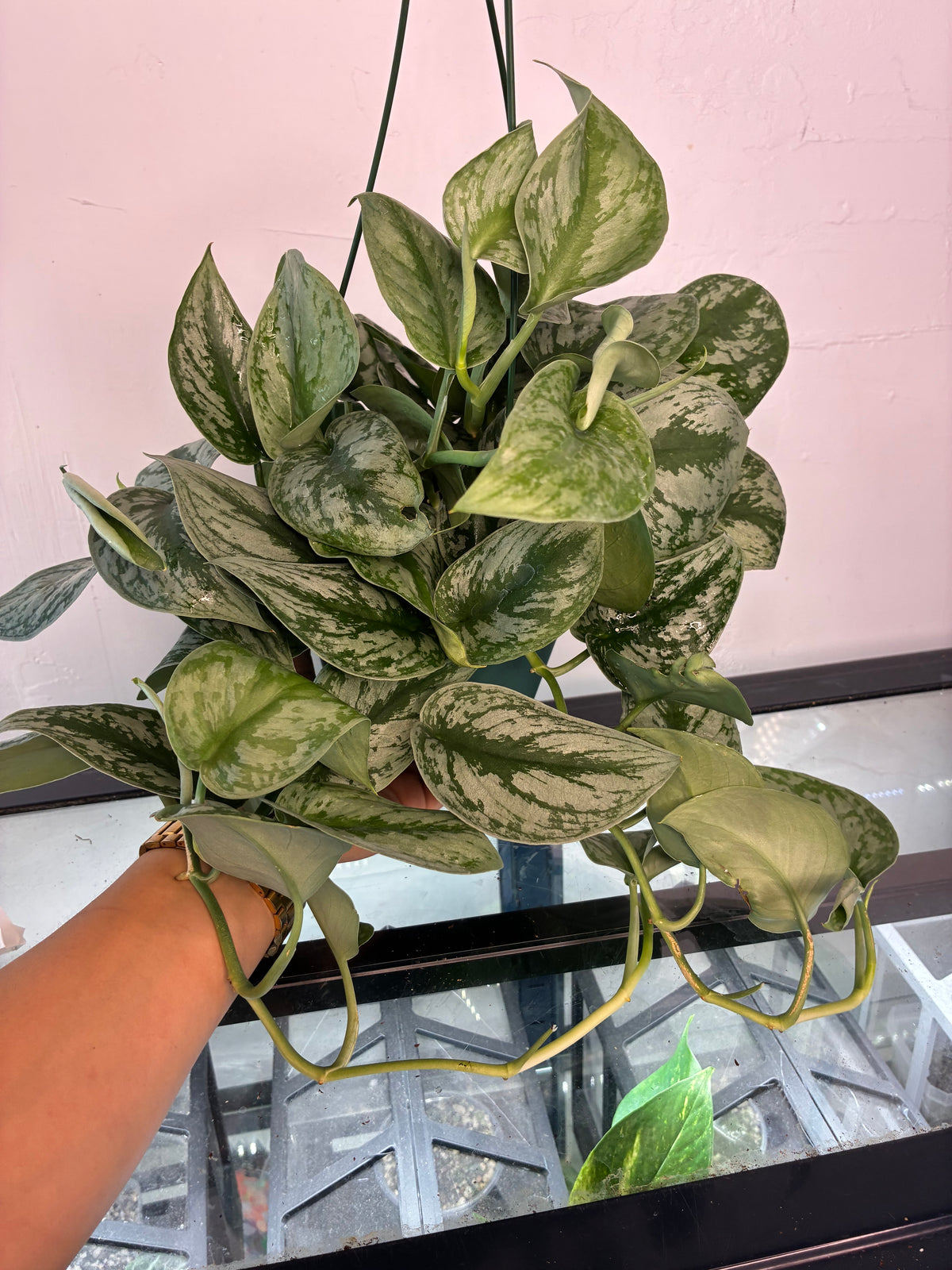 6" Scindapsus pictus satin