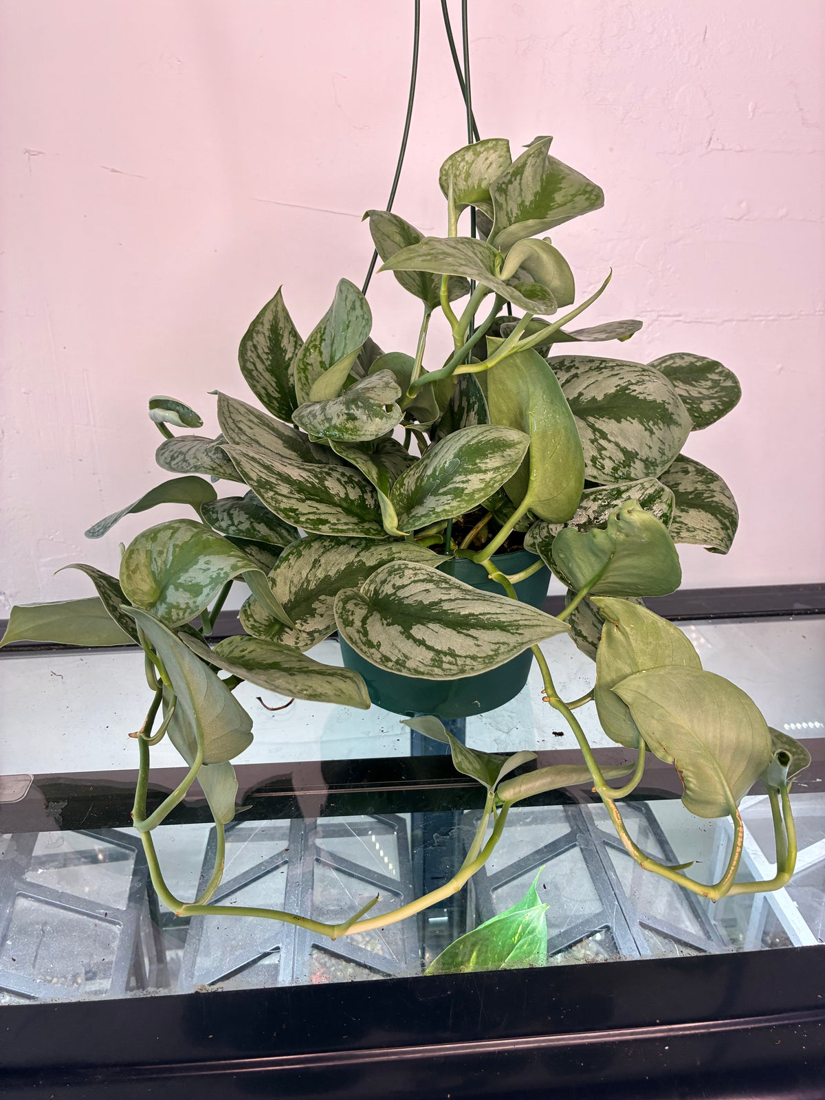 6" Scindapsus pictus satin