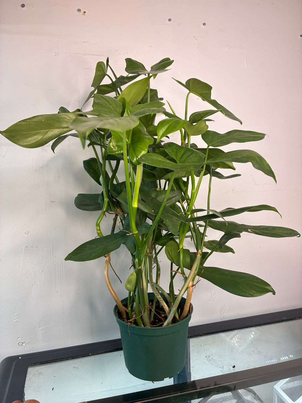 6” Philodendron panduriforme