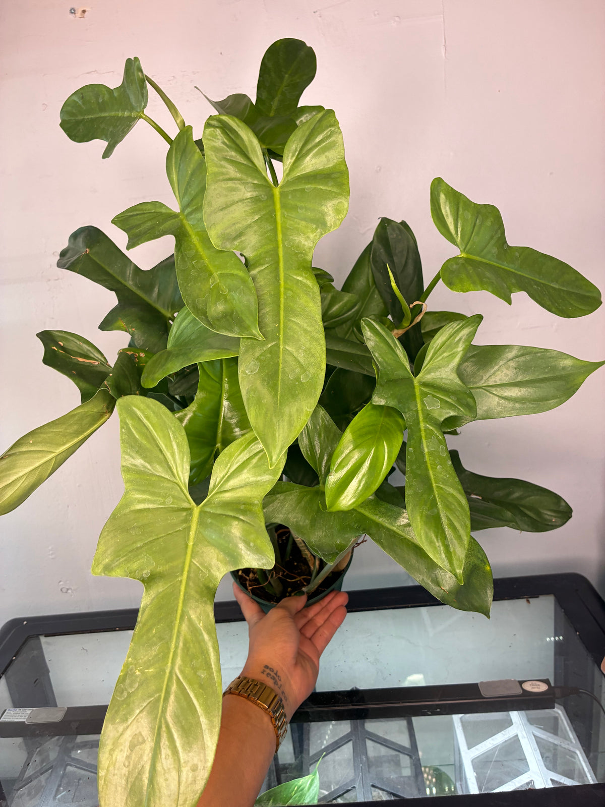 6” Philodendron panduriforme