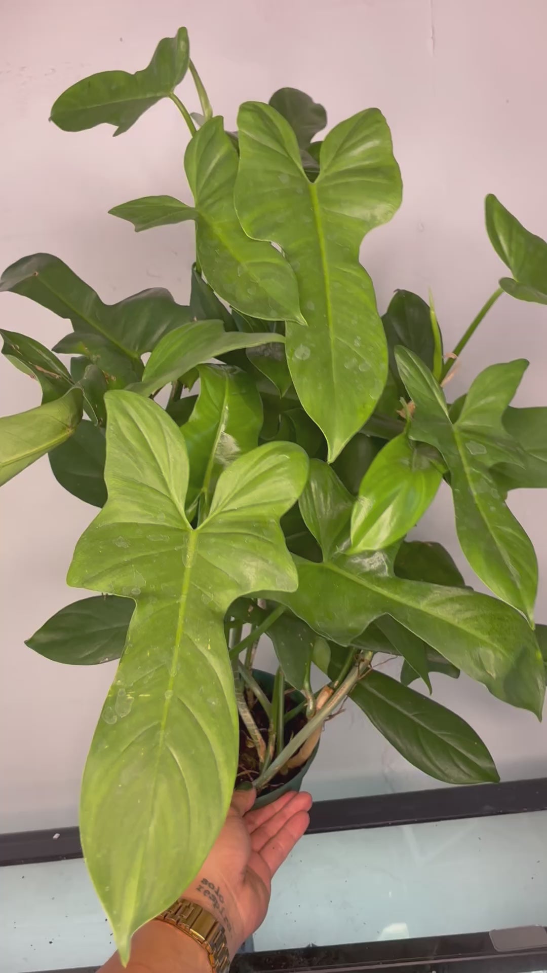 6” Philodendron panduriforme