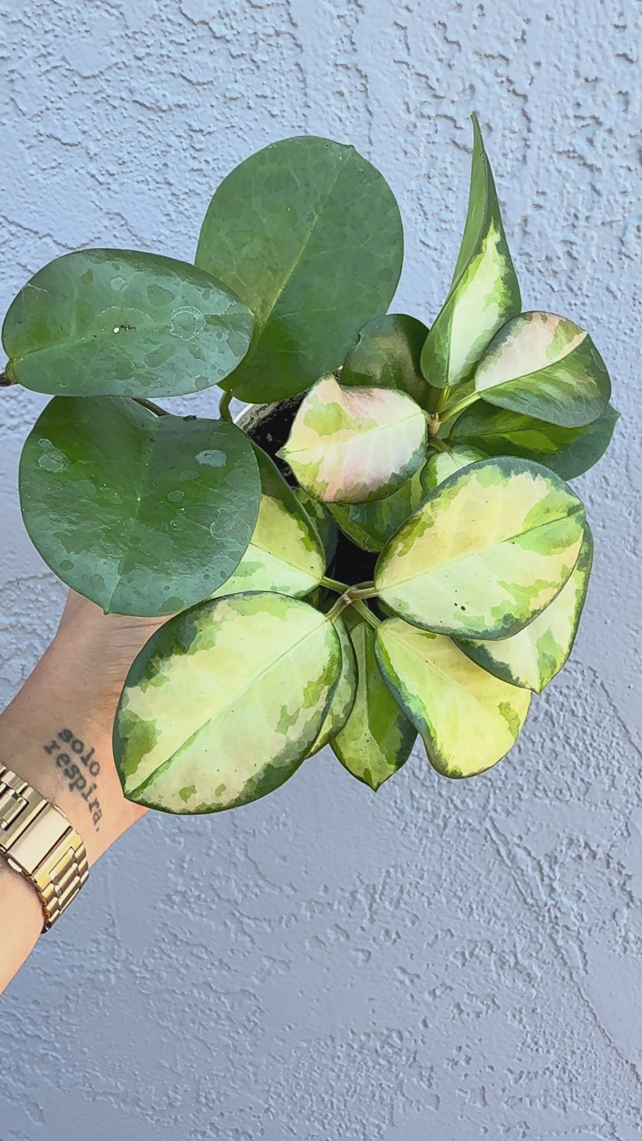 4” Hoya Australis ‘Lisa’