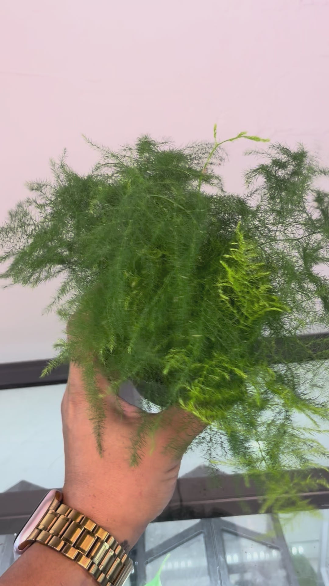 4" Asparagus setaceus 'Asparagus Fern'