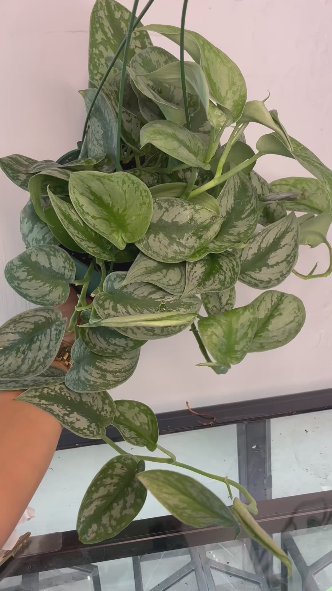 6" Scindapsus pictus satin
