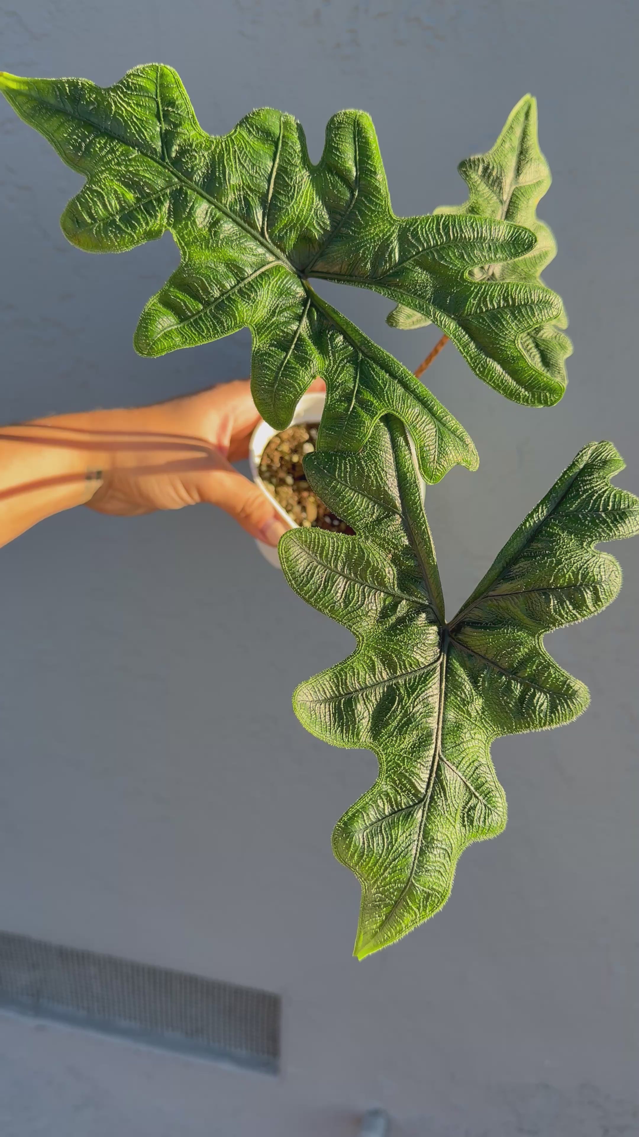 4” Alocasia ‘Jacklyn’